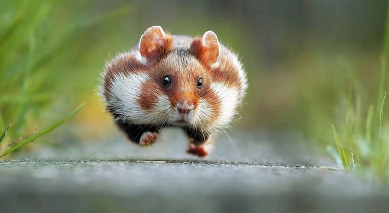13 صورة للحيوانات أثارت ضحكات الكثيرين في عام 2015